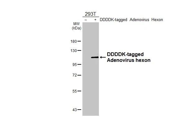 Adenovirus Hexon Antibody in Western Blot (WB)