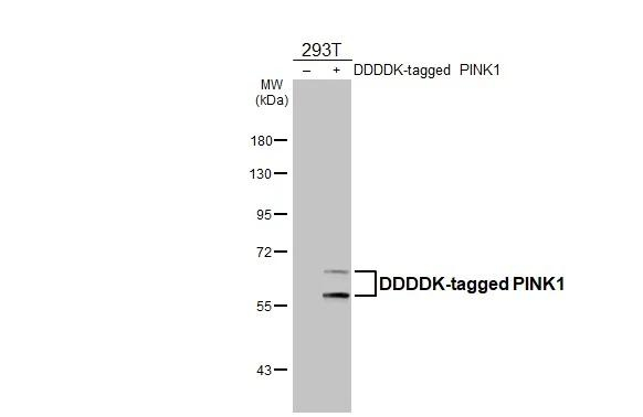 PINK1 Antibody in Western Blot (WB)