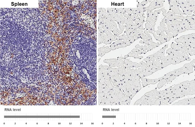 F4/80 Antibody in Immunohistochemistry (Paraffin) (IHC (P))
