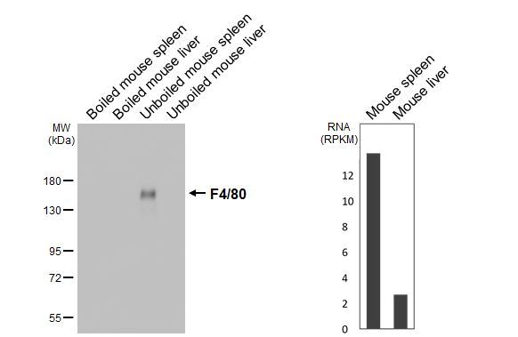 F4/80 Antibody in Western Blot (WB)