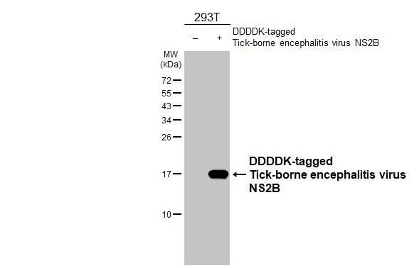 Tick-Borne Encephalitis Virus NS2B Antibody in Western Blot (WB)