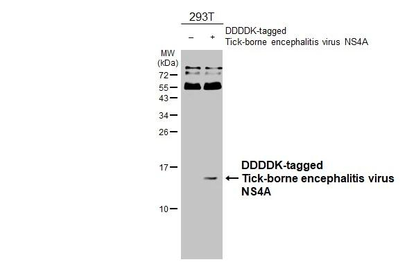 Tick-Borne Encephalitis Virus NS4A Antibody in Western Blot (WB)