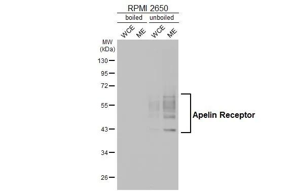 Apelin Receptor Antibody in Western Blot (WB)