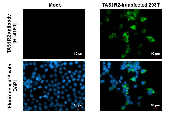 TAS1R2 Antibody in Immunocytochemistry (ICC/IF)