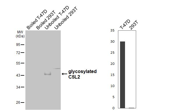 GPR77 Antibody in Western Blot (WB)