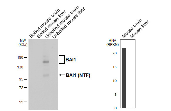 BAI1 Antibody in Western Blot (WB)