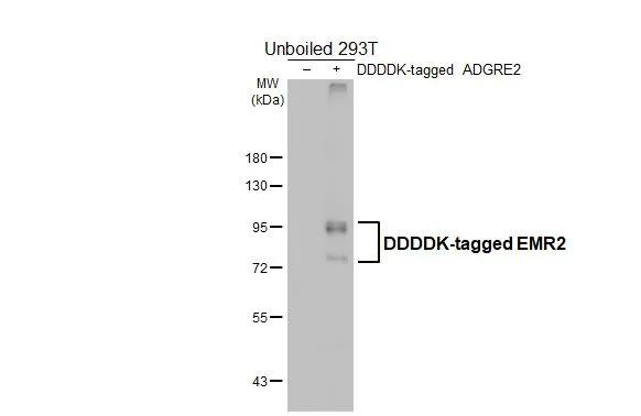 EMR2 Antibody in Western Blot (WB)