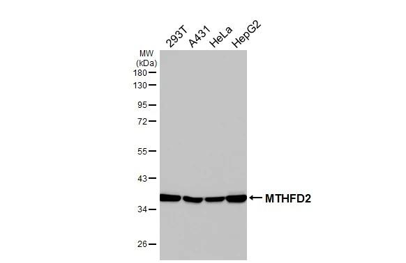 MTHFD2 Antibody in Western Blot (WB)