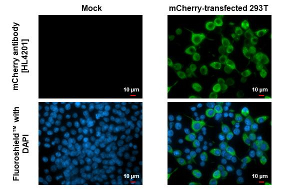 mCherry Antibody in Immunocytochemistry (ICC/IF)