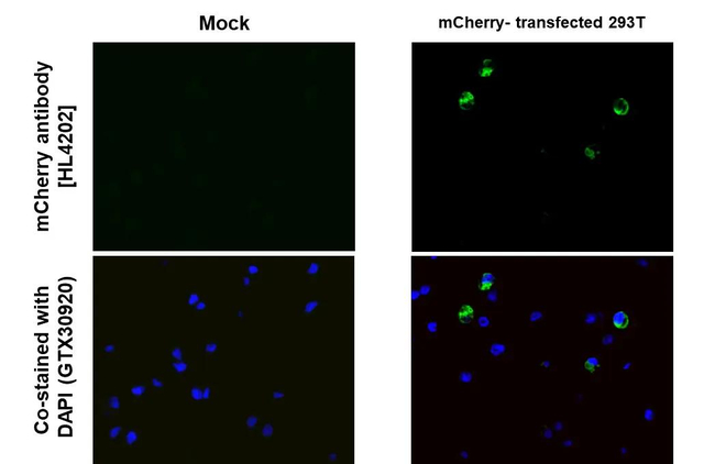mCherry Antibody in Immunohistochemistry (Paraffin) (IHC (P))