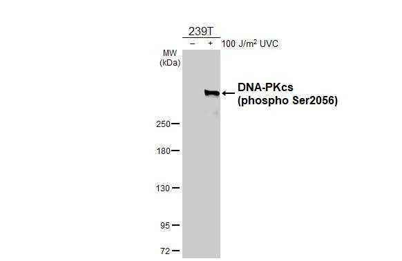 Phospho-DNA-PK (Ser2056) Antibody in Western Blot (WB)