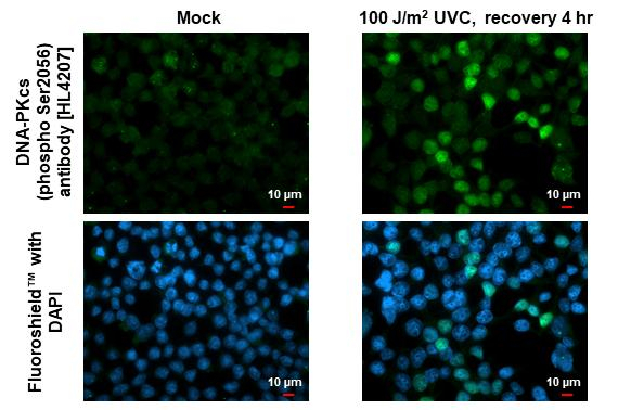 Phospho-DNA-PK (Ser2056) Antibody in Immunocytochemistry (ICC/IF)