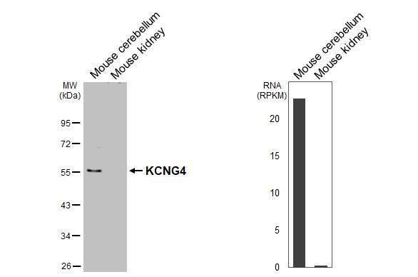 KCNG4 Antibody in Western Blot (WB)