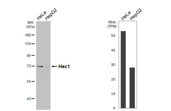 HEC1 Antibody in Western Blot (WB)