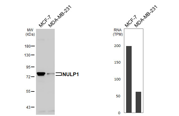 NULP1 Antibody in Western Blot (WB)