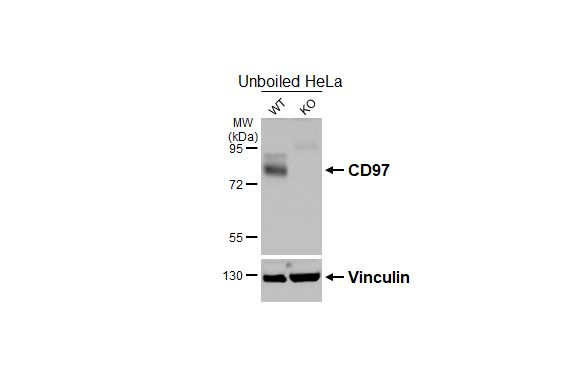 CD97 Antibody in Western Blot (WB)