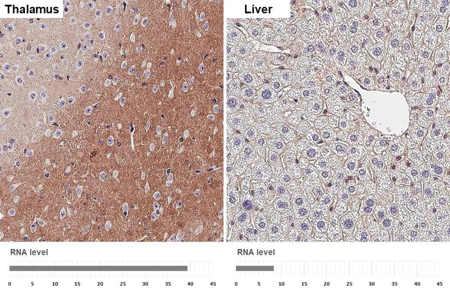Flotillin 1 Antibody in Immunohistochemistry (Paraffin) (IHC (P))