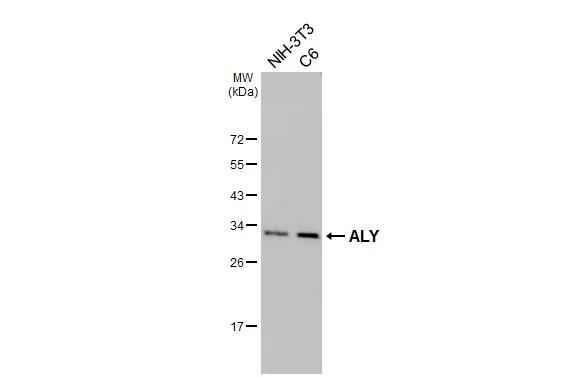 ALY Antibody in Western Blot (WB)