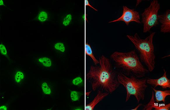 ALY Antibody in Immunocytochemistry (ICC/IF)