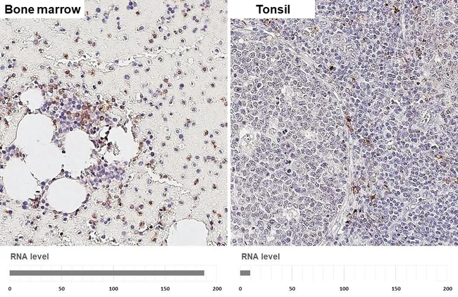 FPR1 Antibody in Immunohistochemistry (Paraffin) (IHC (P))