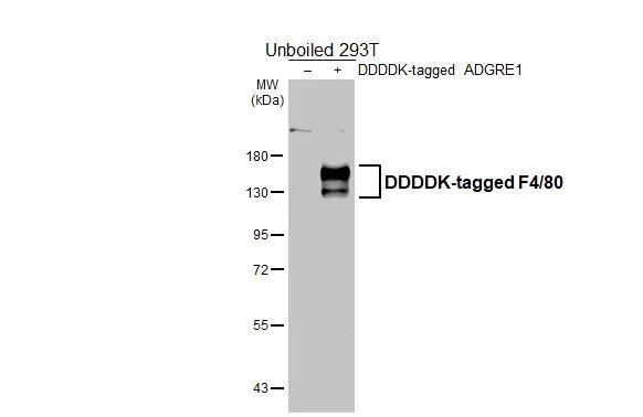 F4/80 Antibody in Western Blot (WB)