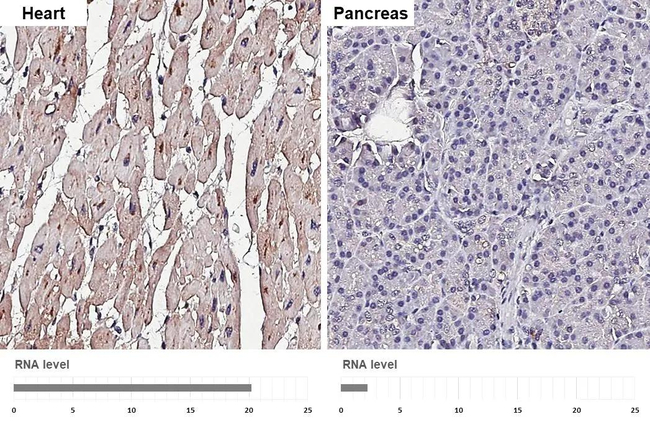 Glypican 1 Antibody in Immunohistochemistry (Paraffin) (IHC (P))