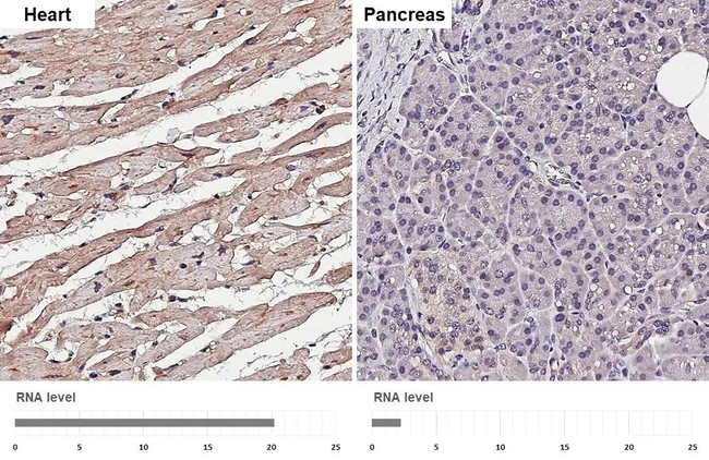 Glypican 1 Antibody in Immunohistochemistry (Paraffin) (IHC (P))