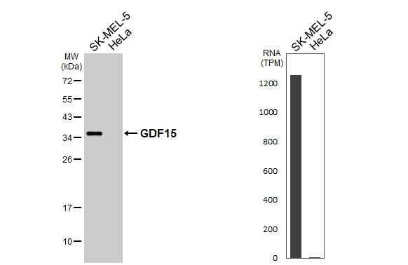 GDF15 Antibody in Western Blot (WB)