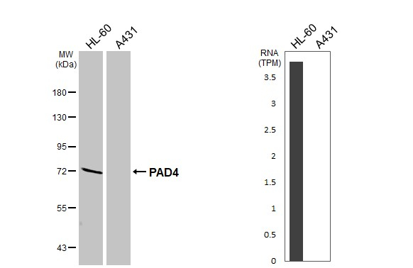 PADI4 Antibody in Western Blot (WB)