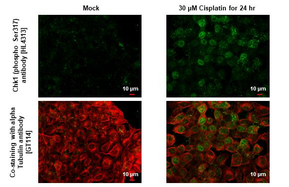 Phospho-Chk1 (Ser317) Antibody in Immunocytochemistry (ICC/IF)