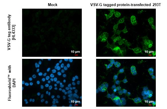 VSV-G Tag Antibody in Immunocytochemistry (ICC/IF)