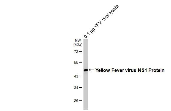 Yellow Fever Virus NS1 Antibody in Western Blot (WB)