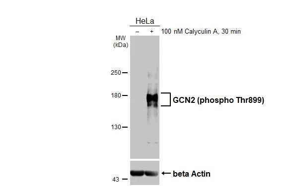 Phospho-GCN2 (Thr899) Antibody in Western Blot (WB)
