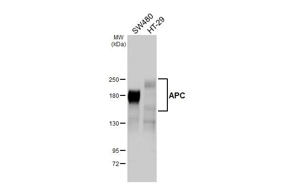Protein APC Antibody in Western Blot (WB)