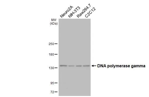 POLG Antibody in Western Blot (WB)