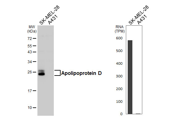 Apolipoprotein D Antibody in Western Blot (WB)
