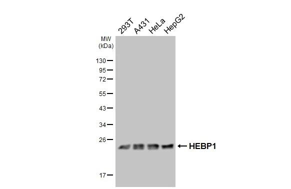 HEBP1 Antibody in Western Blot (WB)