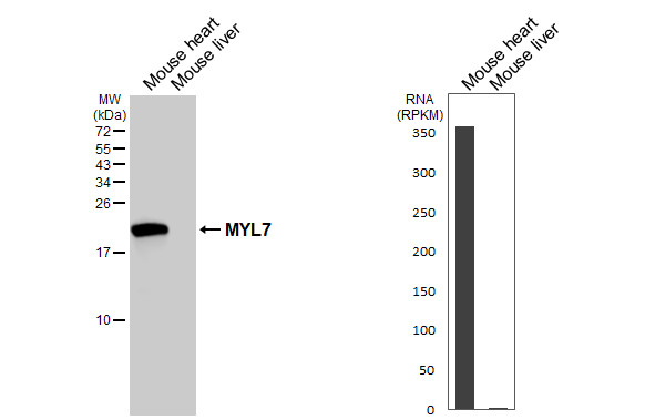 MYL7 Antibody in Western Blot (WB)
