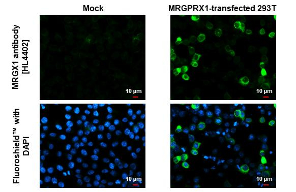 MRGX1 Antibody in Immunocytochemistry (ICC/IF)