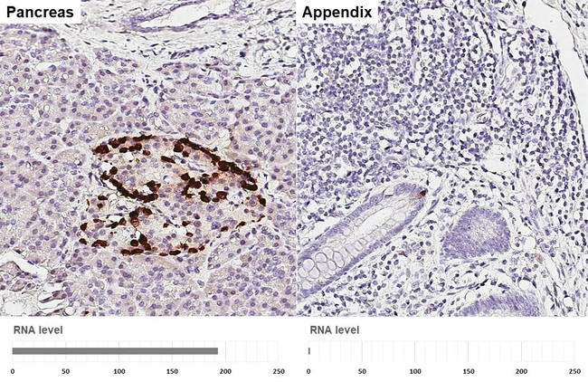 GLP-1 Antibody in Immunohistochemistry (Paraffin) (IHC (P))
