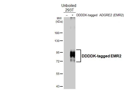 EMR2 Antibody in Western Blot (WB)