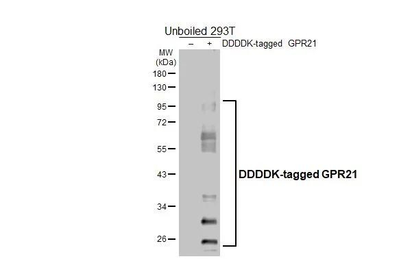 GPR21 Antibody in Western Blot (WB)