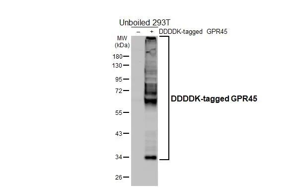 GPR45 Antibody in Western Blot (WB)