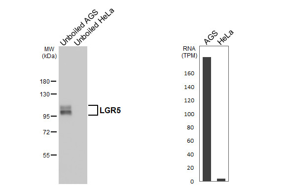 LGR5 Antibody in Western Blot (WB)