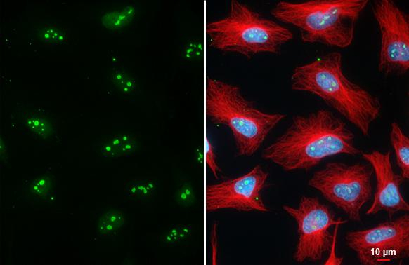 DDX18 Antibody in Immunocytochemistry (ICC/IF)