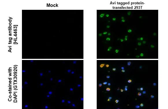 Avi Tag Antibody in Immunohistochemistry (Paraffin) (IHC (P))