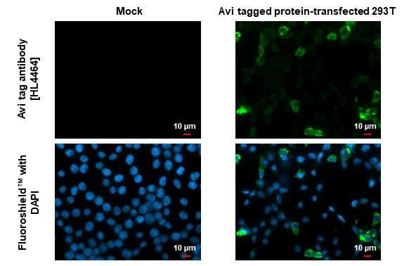 Avi Tag Antibody in Immunocytochemistry (ICC/IF)