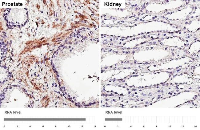 MRGPRF Antibody in Immunohistochemistry (Paraffin) (IHC (P))
