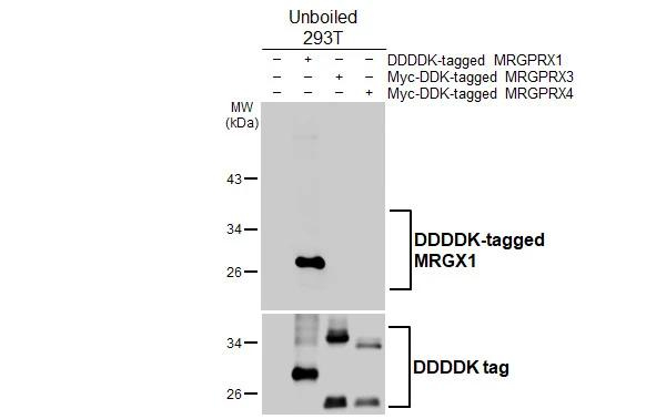 MRGX1 Antibody in Western Blot (WB)