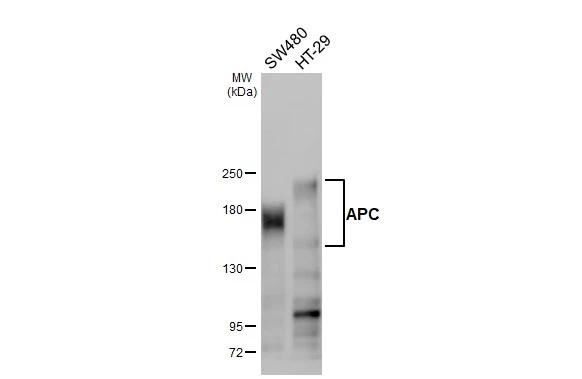 Protein APC Antibody in Western Blot (WB)